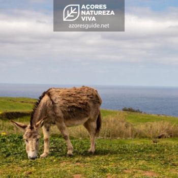 O que visitar no município de Santa Cruz da Graciosa?