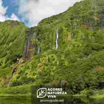 Festa do Emigrante 2023 - Flores