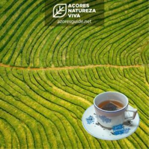 Os Benefícios do Chá Gorreana