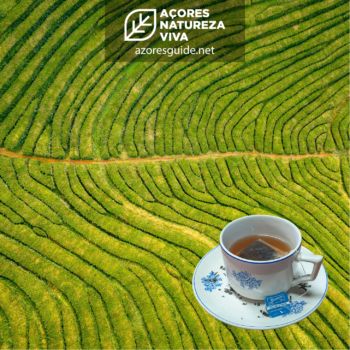 Os Benefícios do Chá Gorreana