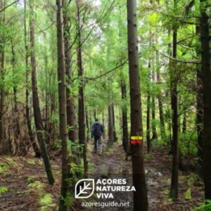 Trilhos dos Açores: Cuidados a ter e recomendações