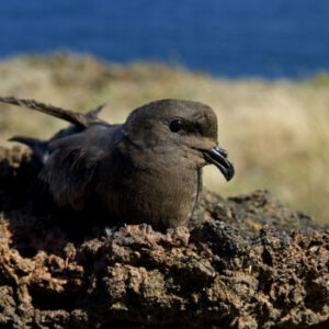 Paínho-de-Monteiro (Hydobates moneteiroi) Graciosa