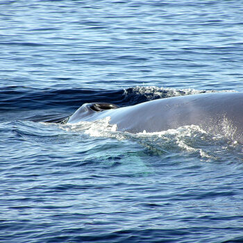 Baleia-comum (Balaenoptera physalus)
