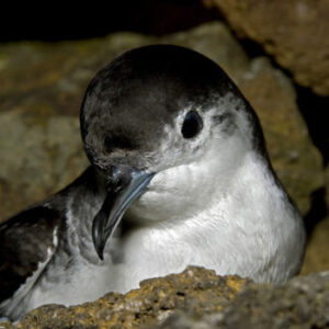 O Frulho (Puffinus lherminieri baroli)