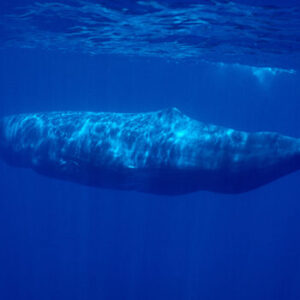 Cachalote (Physeter macrocephalus) Açores