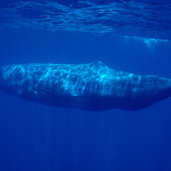 Cachalote (Physeter macrocephalus) Açores
