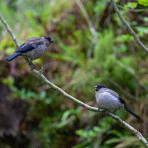 O Priolo (Pyrrhula murina) São Miguel