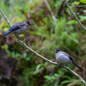 O Priolo (Pyrrhula murina) São Miguel