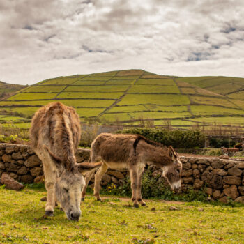 Zoóloga norte-americana cria santuário para burros em São Miguel