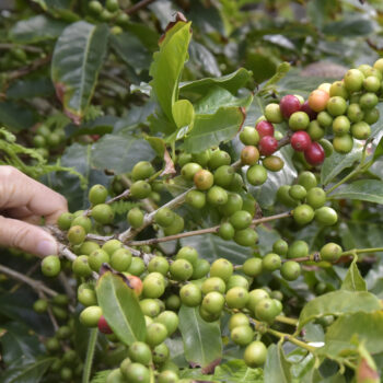 A Fajã dos Vimes- São Jorge