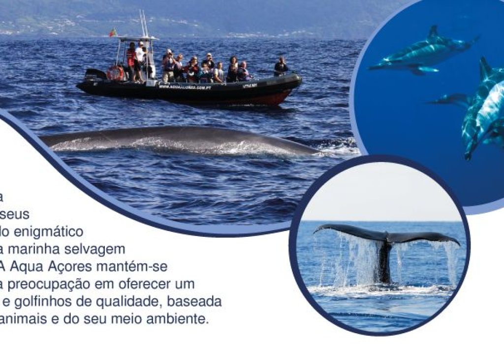 Aqua Açores – Whale & Dolphin Watching - Pico