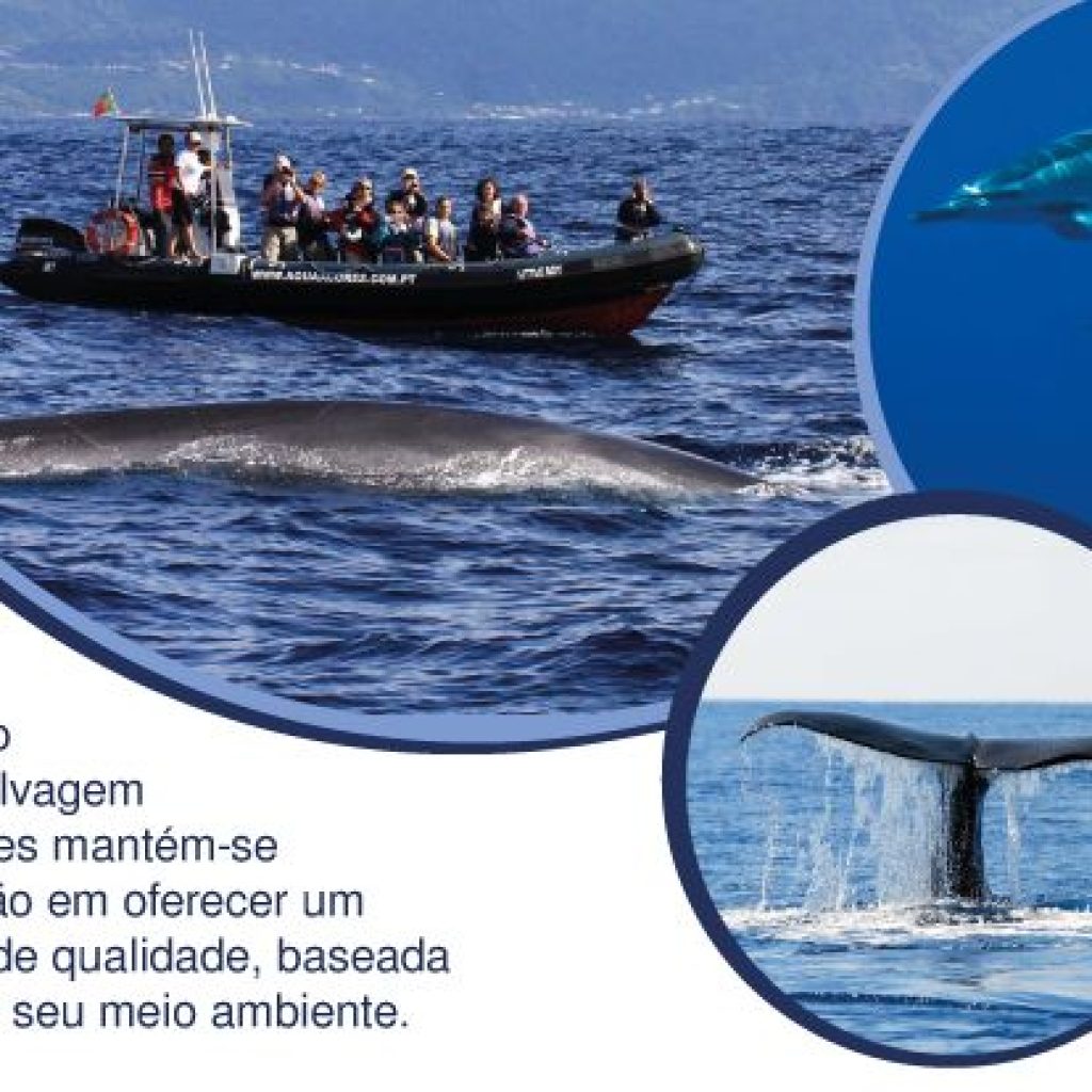 Aqua Açores – Whale & Dolphin Watching - Pico
