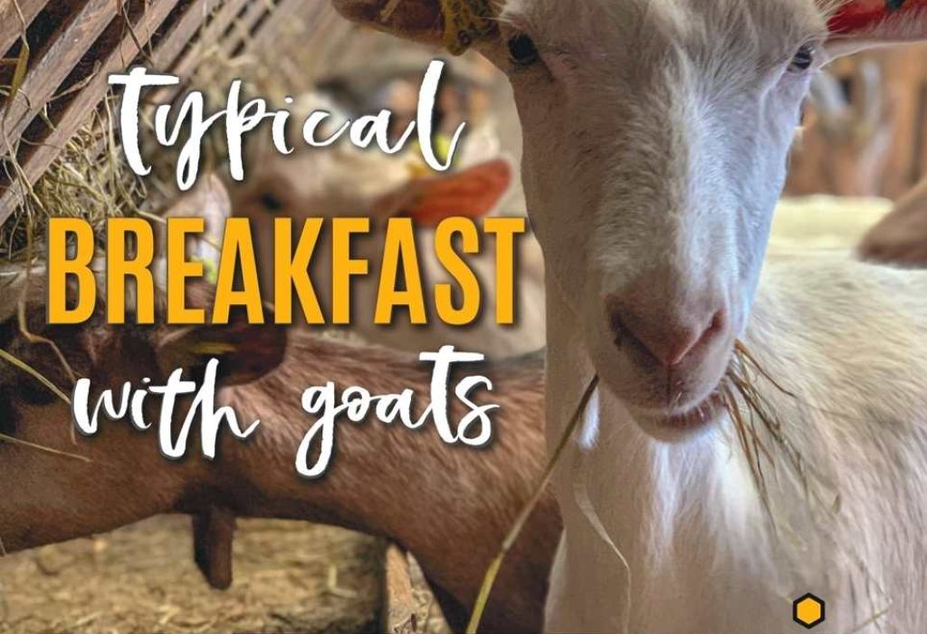 Quinta São José - São Miguel